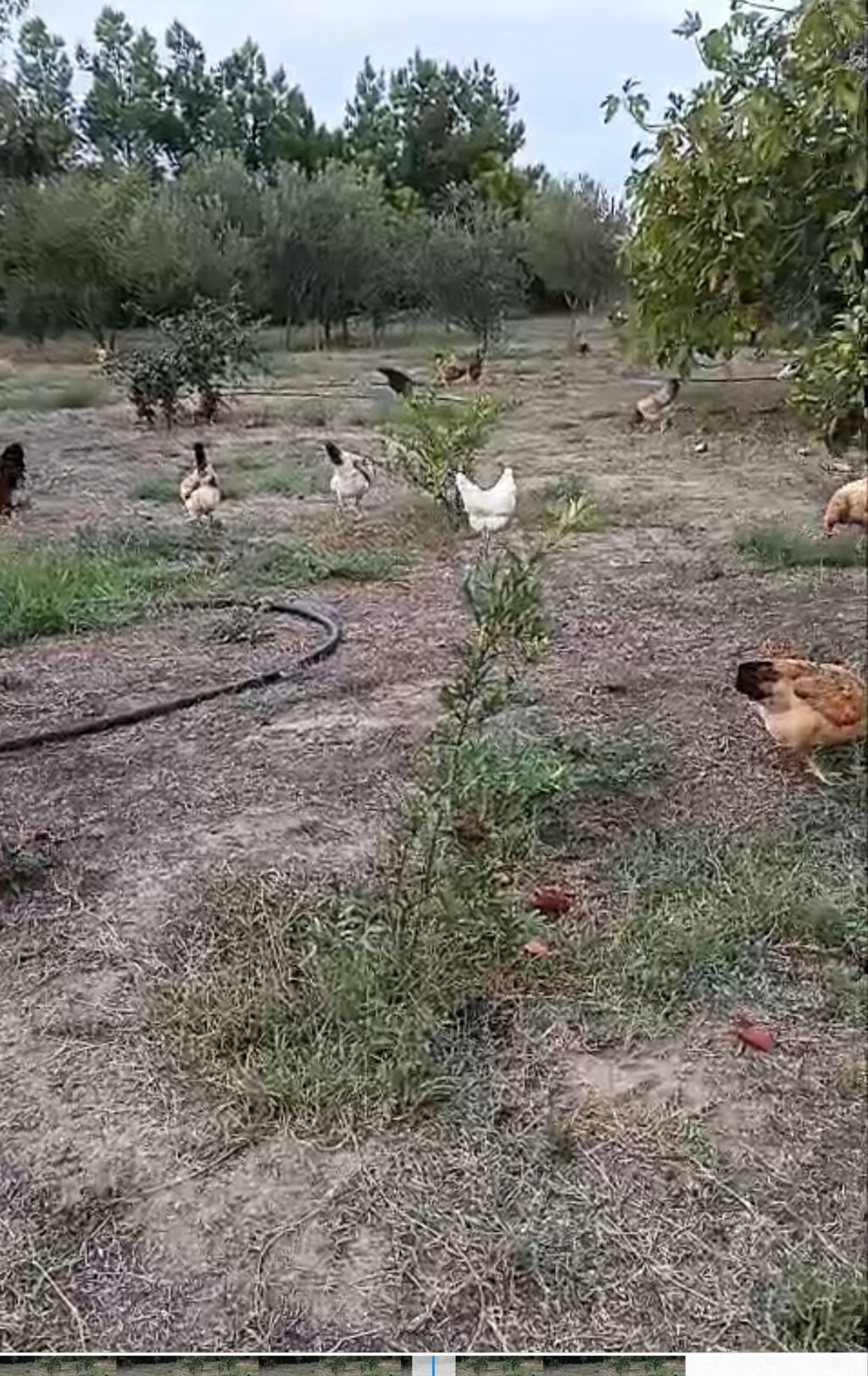 Toyuq, Damazlıq, Ünvandan götürmə — Toyuq və xoruz, Digah (3)