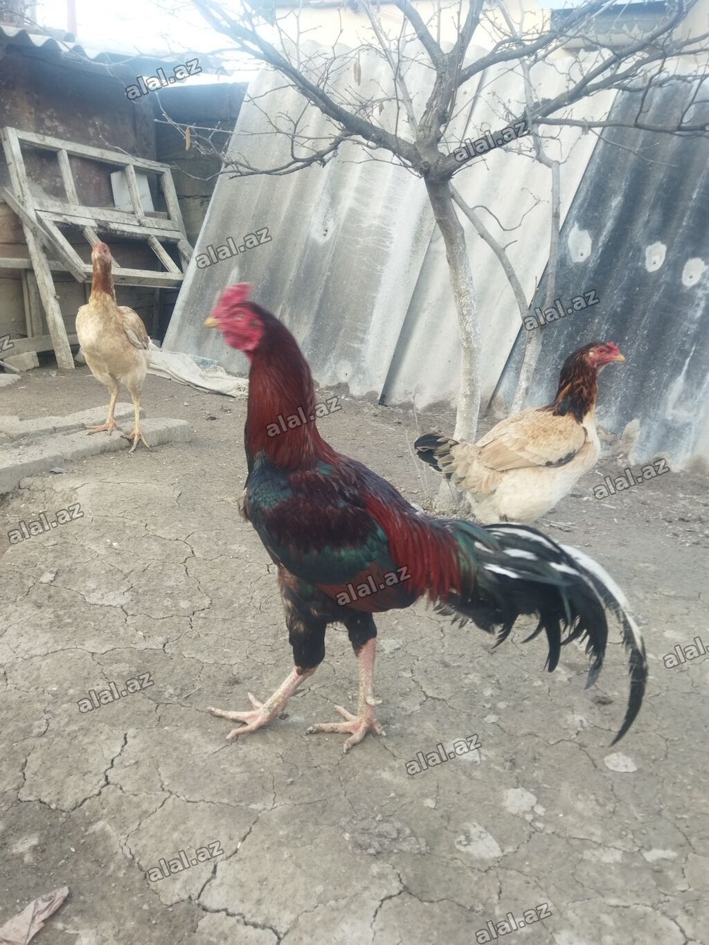 Qırmızı xoruz 3 yaş yarım. damazlıq. bu biri balaca qırmızı iyun — Quşlar, Bakı