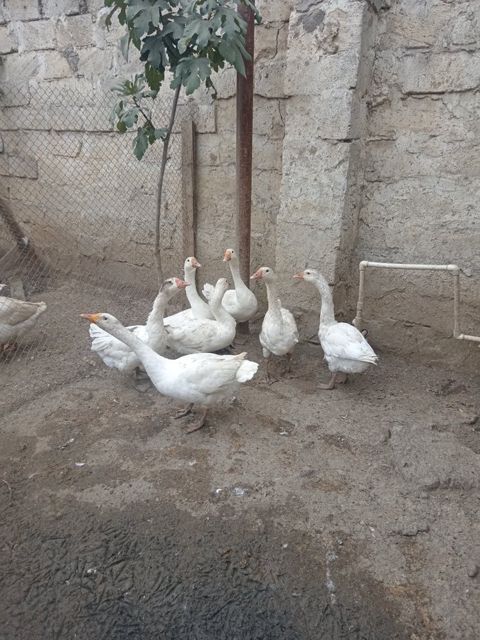 5 aylıq qazlar — Bakı