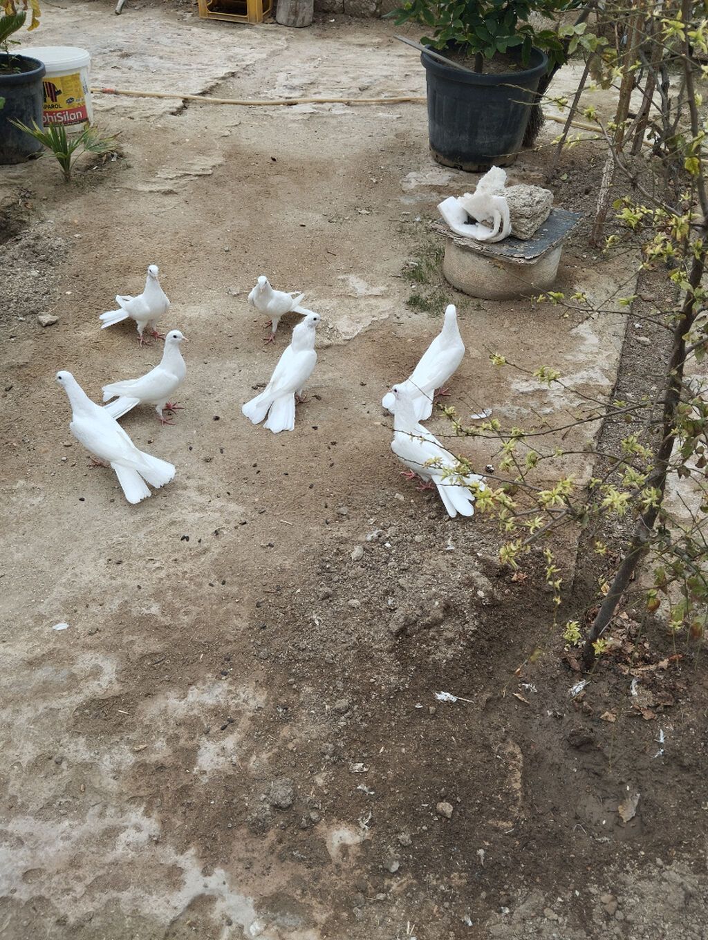7 dənədi kütdəmə120 manat 18 19 tüklərdi — Göyərçin, Bakı