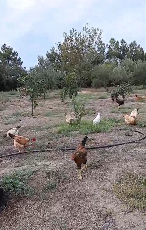 Toyuq, Damazlıq, Ünvandan götürmə — Digah