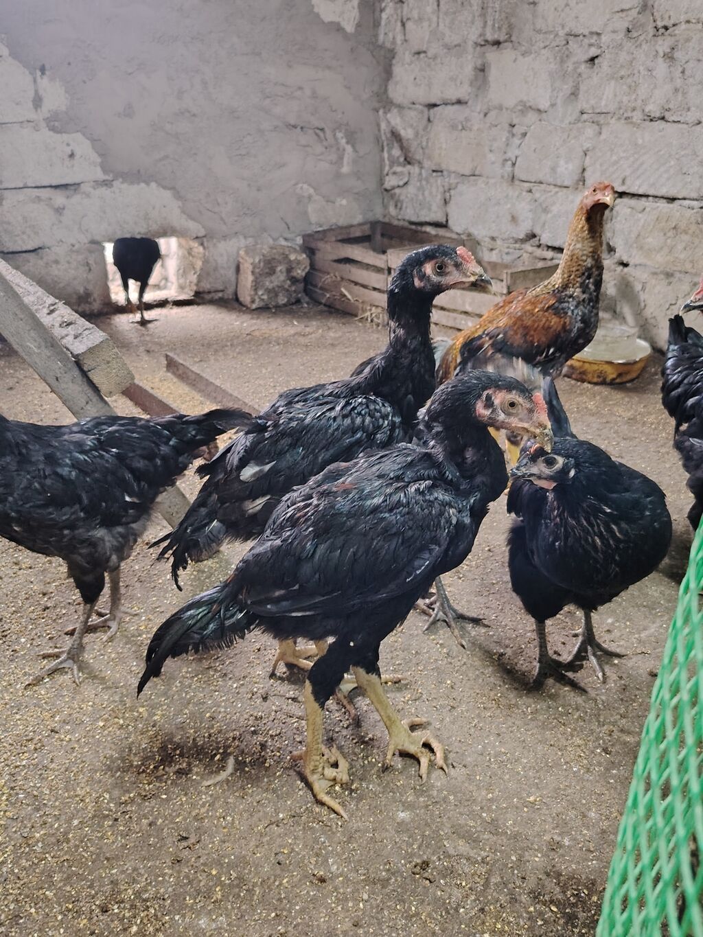 Toyuq cücələri, Ətlik — Toyuq və xoruz, Mehdiabad