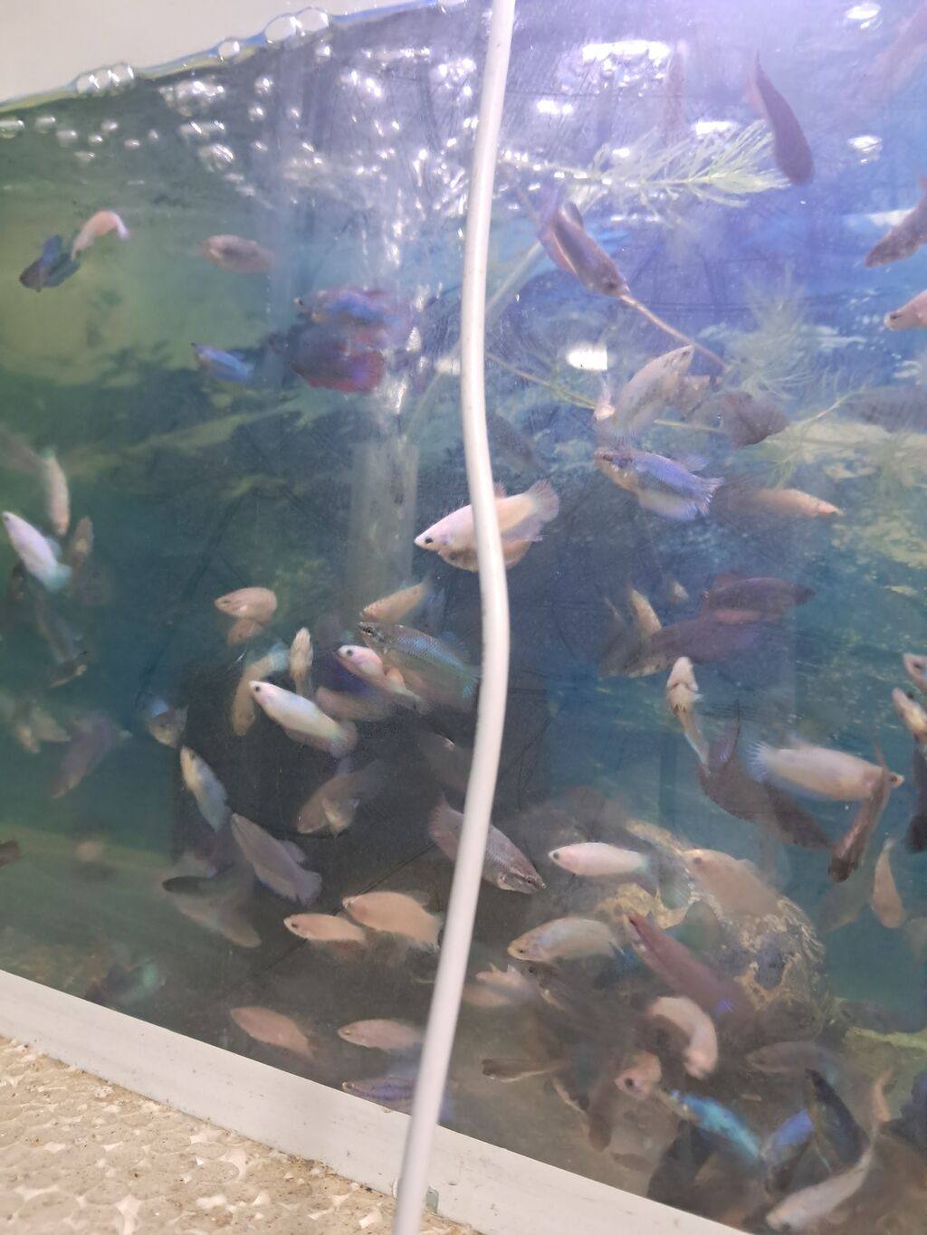 Betta (Petuşok balığı), Sülhsevər — Akvariumlar və balıqlar, Masazır