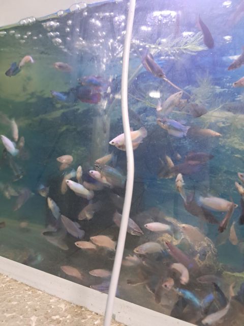 Betta (Petuşok balığı), Sülhsevər — Masazır