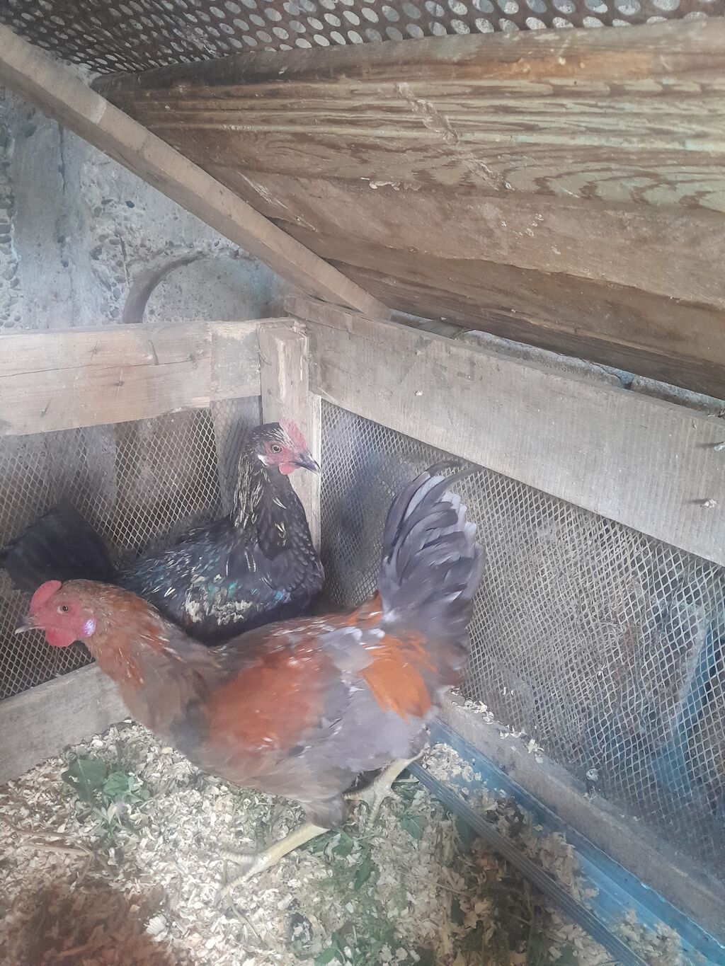 Toyuq, Damazlıq — Toyuq və xoruz, Mingəçevir (2)