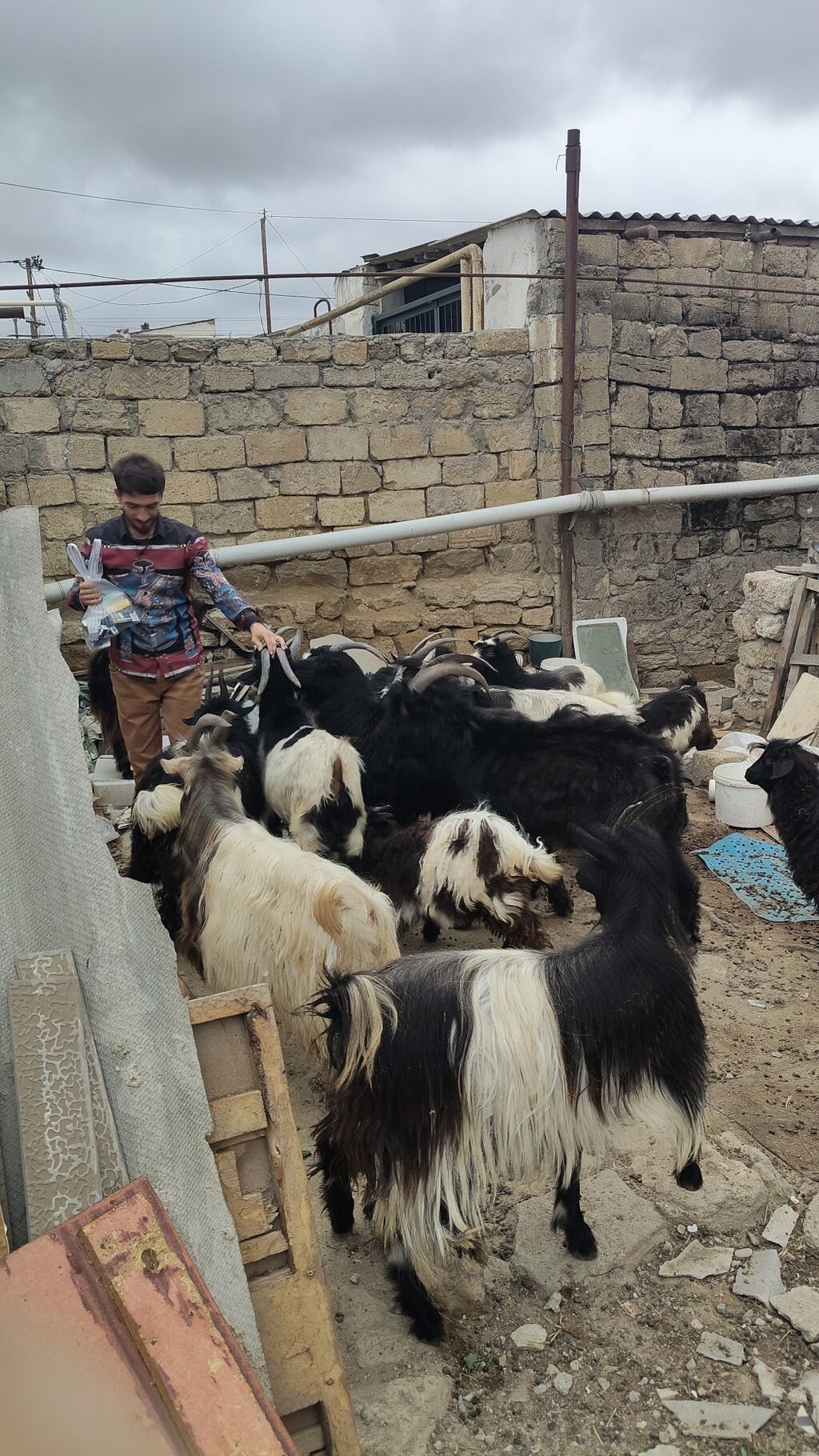 Dişi, il: 4, 30 kq, Damazlıq, Ünvandan götürmə — Kənd təsərrüfatı heyvanları, Digah (2)