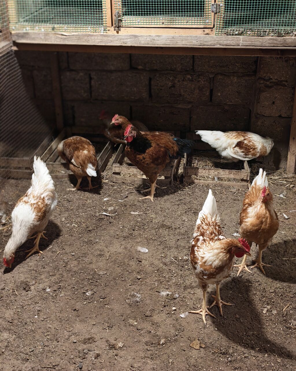 Xoruz, il: <1, Ünvandan götürmə — Toyuq və xoruz, Digah (6)