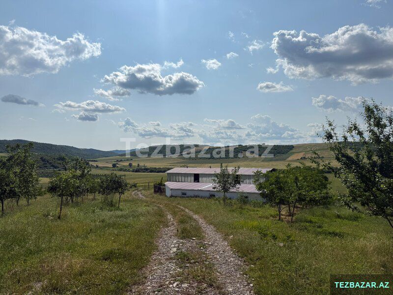 Qoz və fındıq bağı satılır — Torpaq, Bakı (10)
