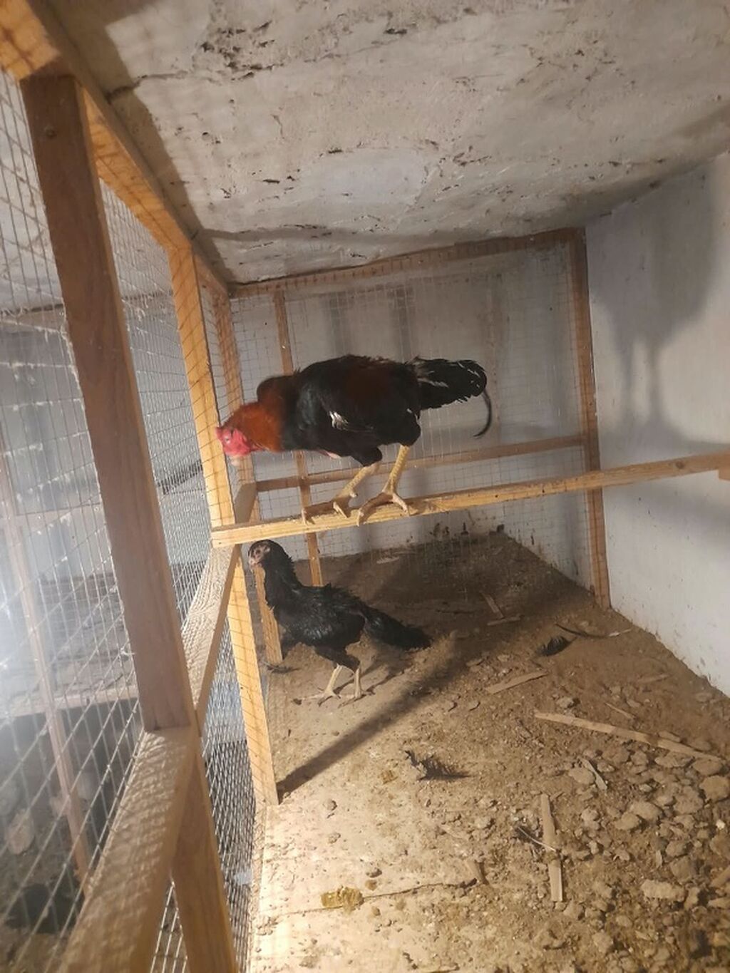 Toyuq, Damazlıq, Ünvandan götürmə — Toyuq və xoruz, Digah (4)