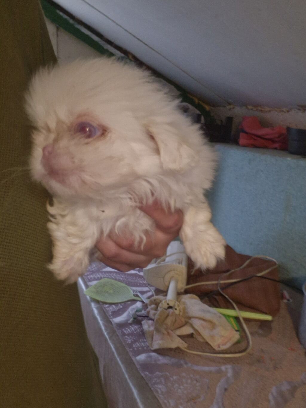 Pekines — Köpəklər, Digah (2)