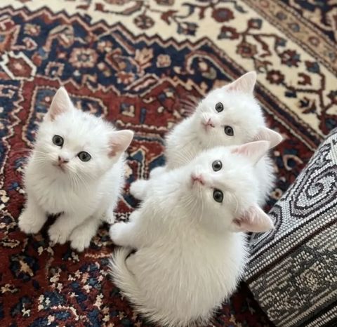 Şotland — Bakı