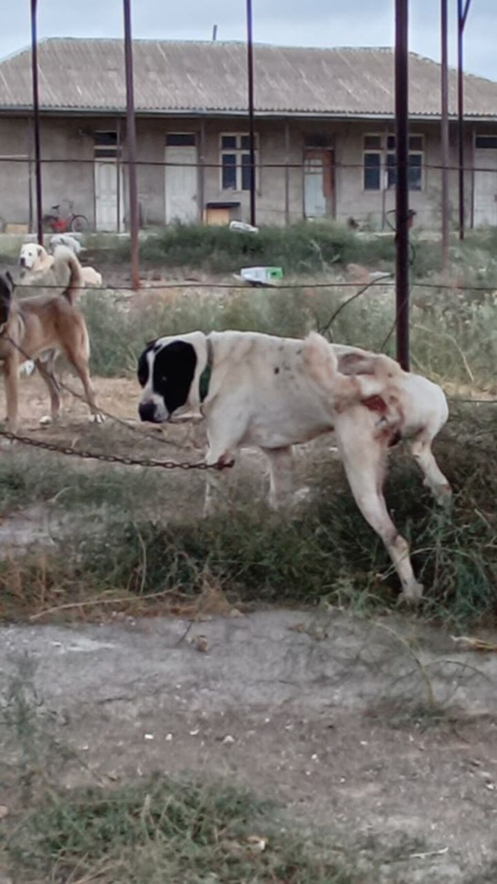 Alabay, 2 il, Erkək, Peyvəndli, Ödənişli çatdırılma — Köpəklər, Mehdiabad (2)