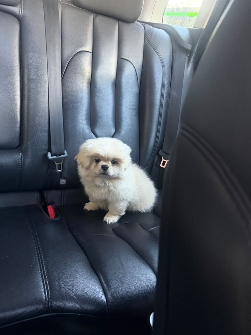 Pekines, Peyvəndli — Köpəklər, Bakı (2)