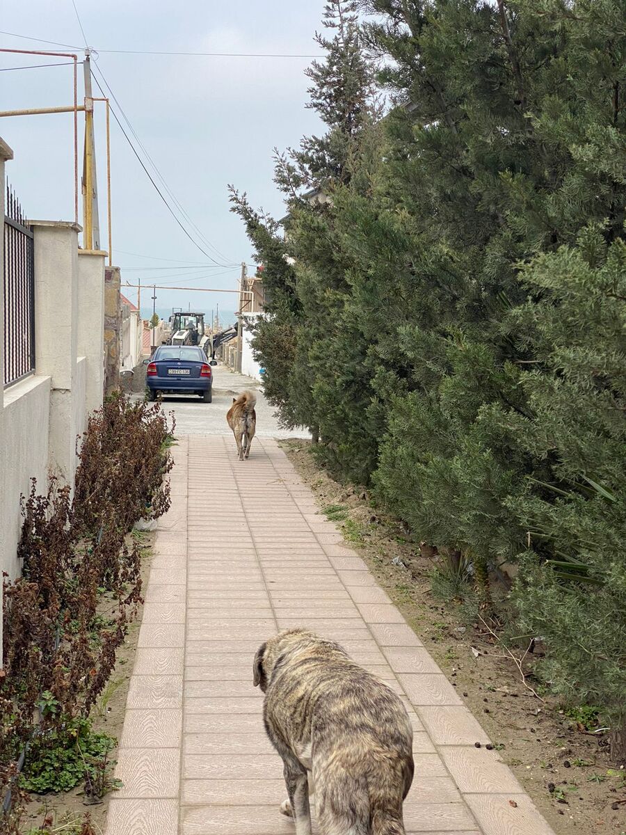 Satılır 4 otaqlı həyət evi/bağ evi 150 m² — Ev, villa, Bakı (7)