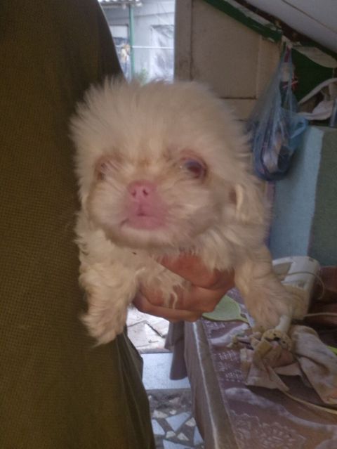 Pekines — Digah