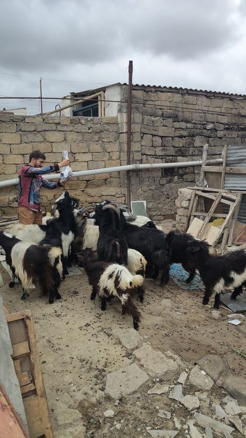 Dişi, il: 4, 30 kq, Damazlıq, Ünvandan götürmə — Digah