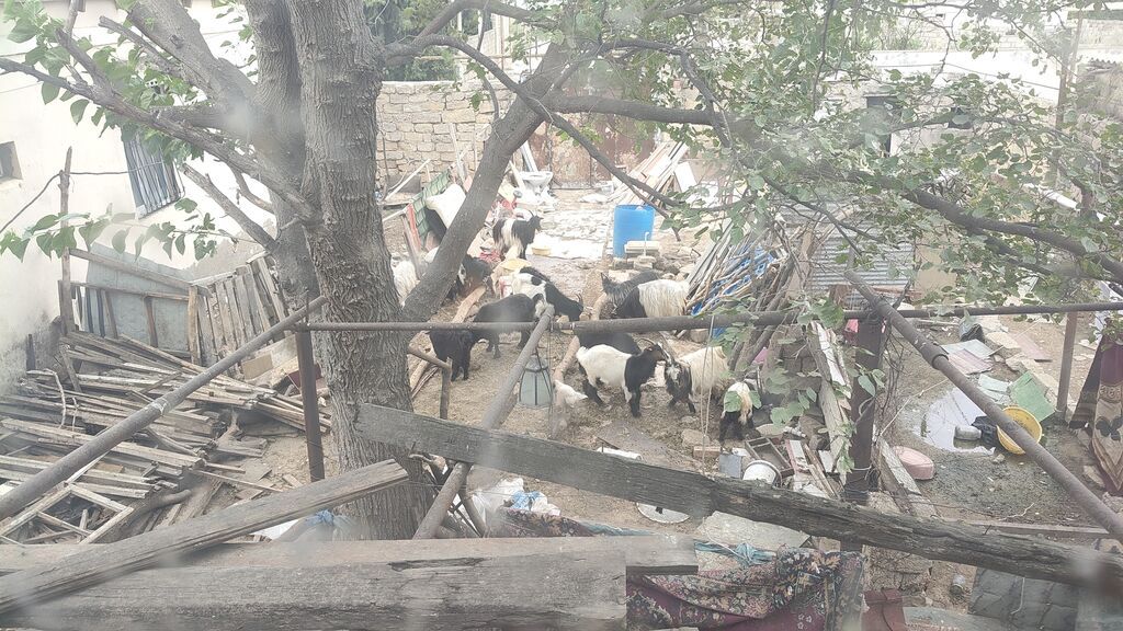 Dişi, il: 4, 30 kq, Damazlıq, Ünvandan götürmə — Kənd təsərrüfatı heyvanları, Digah (3)