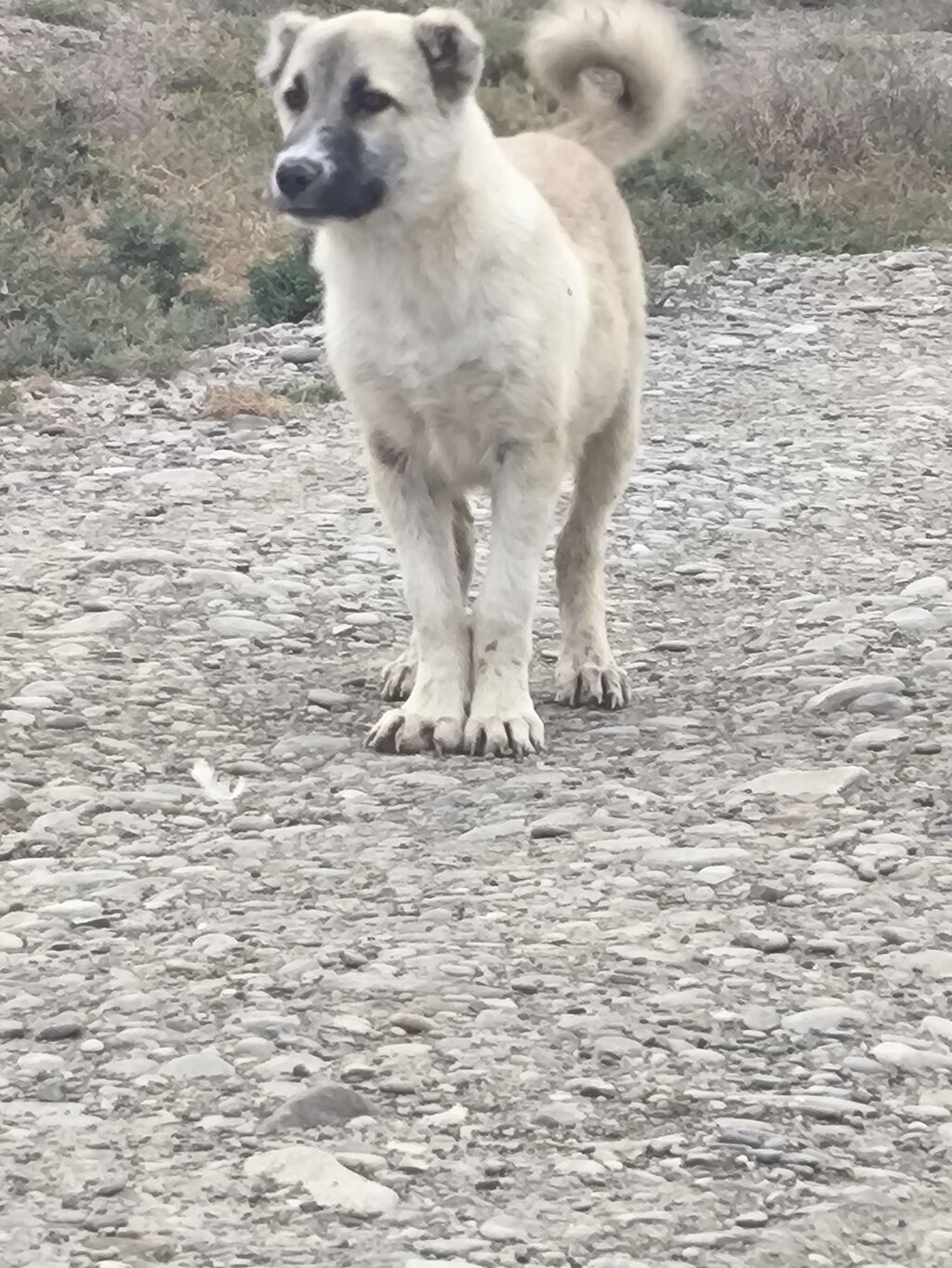 Erkey tecli satlir Qoyun itdi Qurtbasar — Köpəklər, Pirəkəşkül (3)