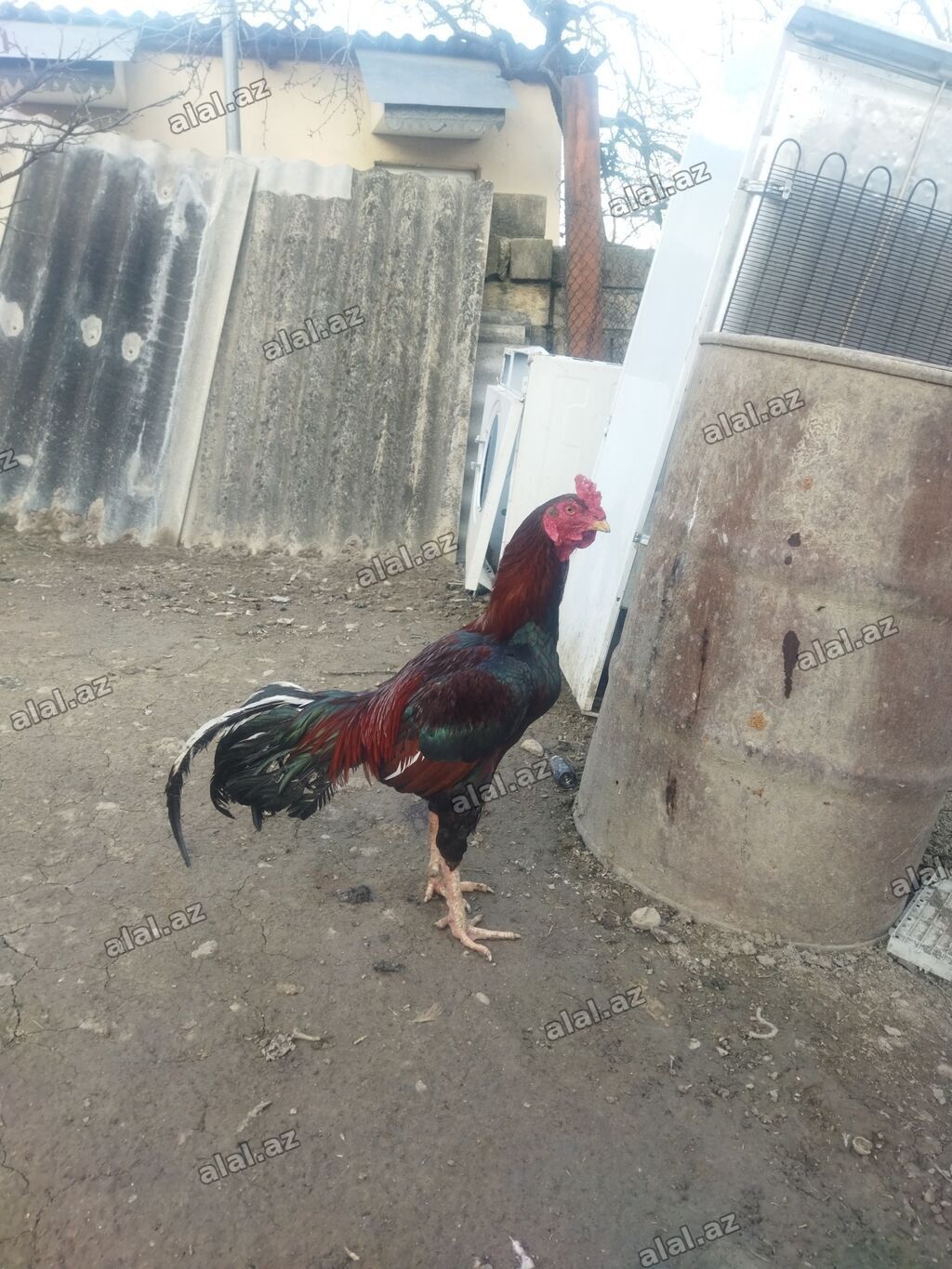Qırmızı xoruz 3 yaş yarım. damazlıq. bu biri balaca qırmızı iyun — Quşlar, Bakı (4)