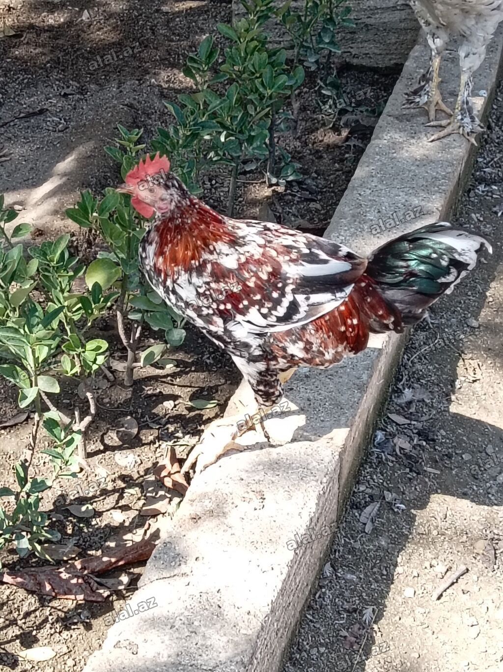 Toyuq, Yumurtalıq — Heyvanlar, Bakı (2)