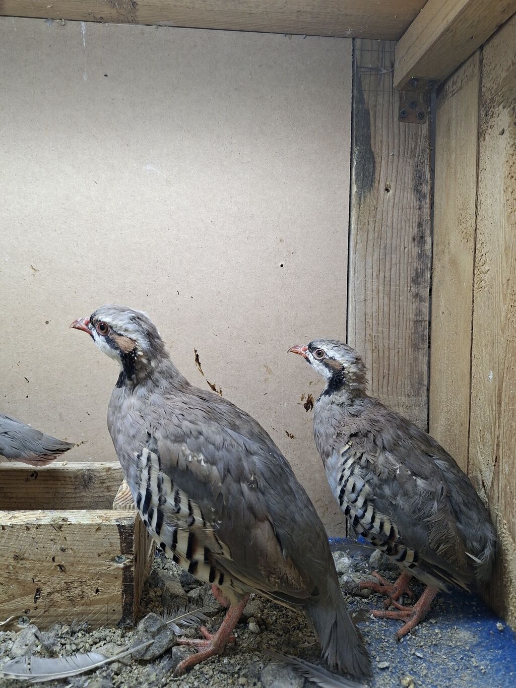 Məhsul: Dağ kəkliyi (Alectoris chukar) – quşlar — Digərləri, Digah