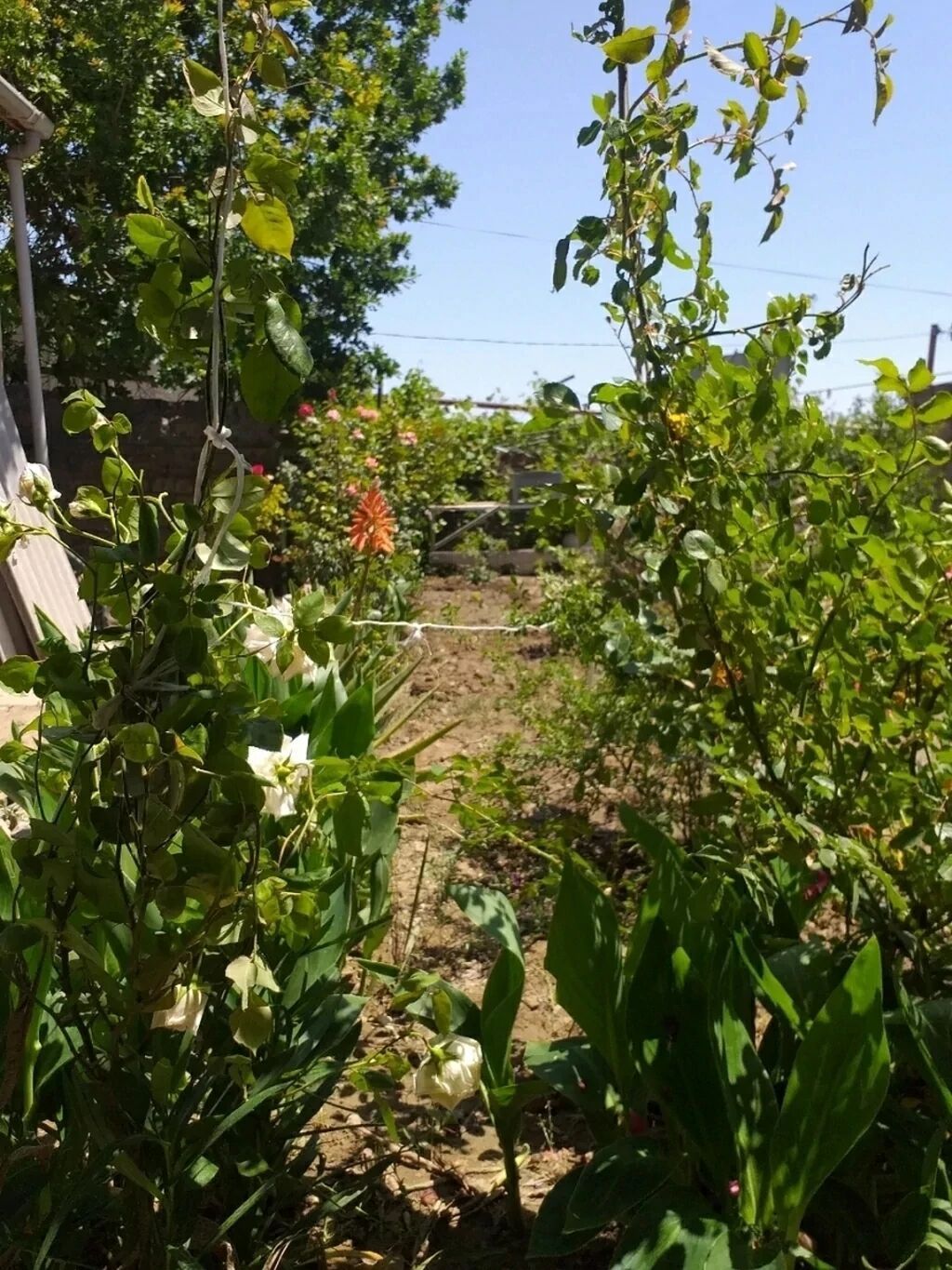 Satılır: həyətli ev (şəxsi yaşayış evi) Qaracuhurda - Plan: 2 otaq + — Ev, villa, Bakı (9)