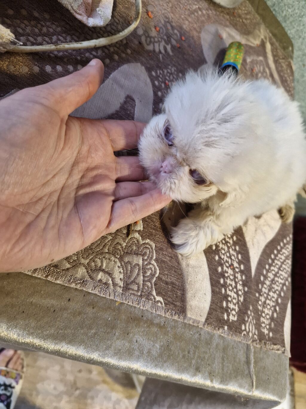 Pekines — Köpəklər, Digah (3)