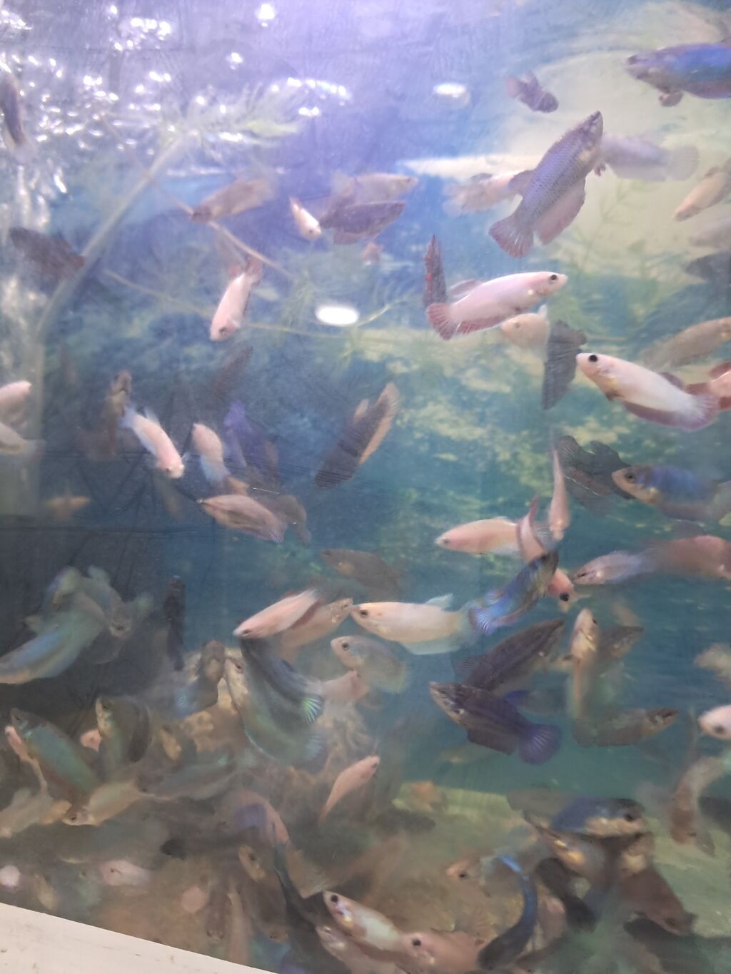 Betta (Petuşok balığı), Sülhsevər — Akvariumlar və balıqlar, Masazır (3)