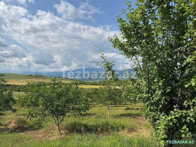 Qoz və fındıq bağı satılır — Torpaq, Bakı (3)