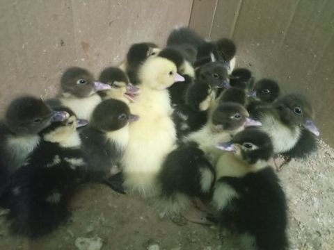 Muscovy ördək balaları (indoutka) – müxtəlif rənglərdə - Cins: Muscovy — Bakı