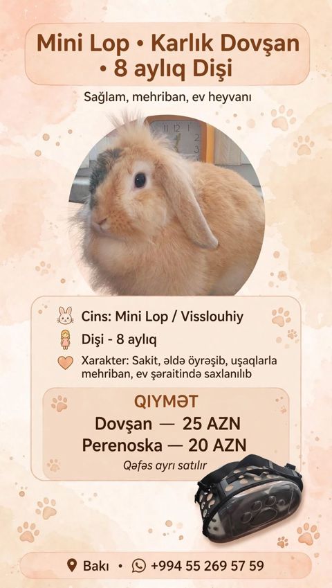 Mini Lop (Karlık Dovşanı) – Dişi, 8 aylıq - Cins: Mini Lop — Bakı