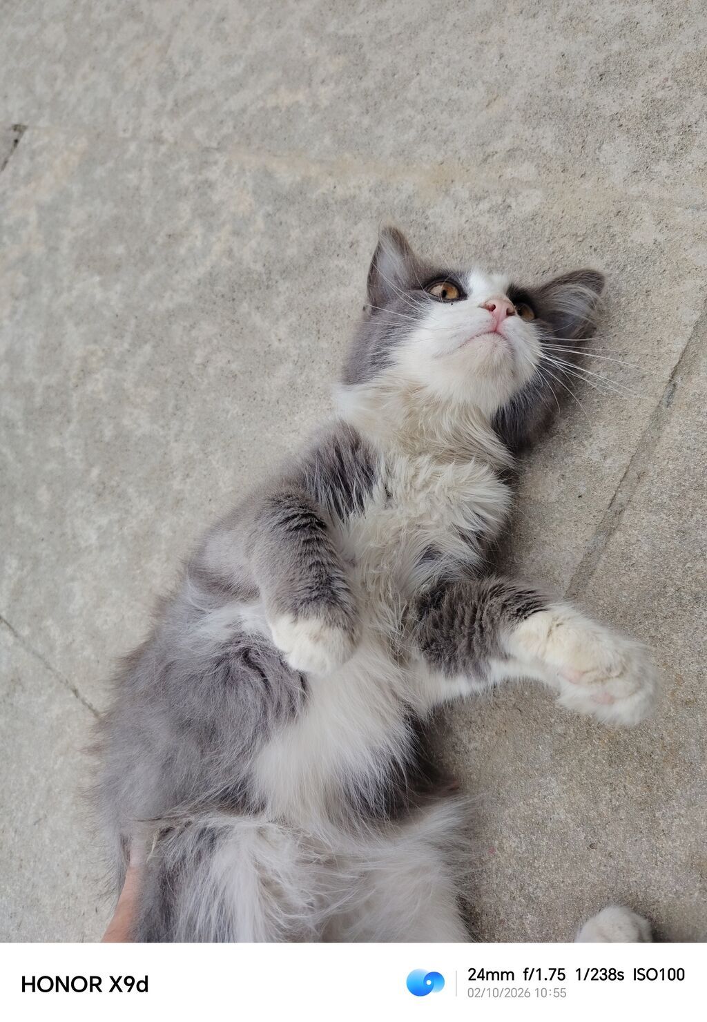 Çox sevimli və oynaq kütü satılır Məşhur Maine Coon və — Pişiklər, Digah (2)