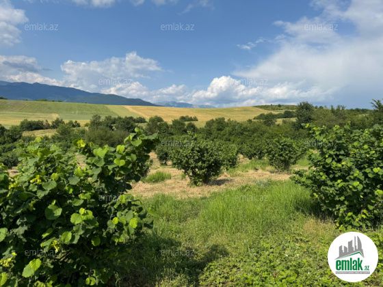 Satılır 1000 sot torpaq İsmayıllı — Torpaq (10)