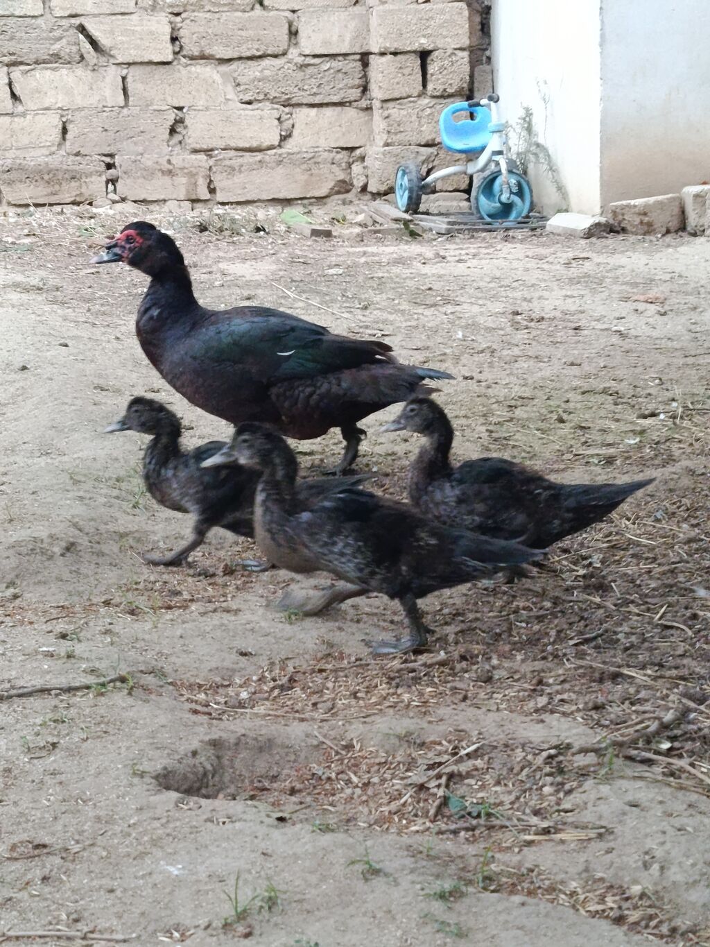 Dişi, Lal ördək, Ətlik, Ünvandan götürmə — Digərləri, Digah (2)