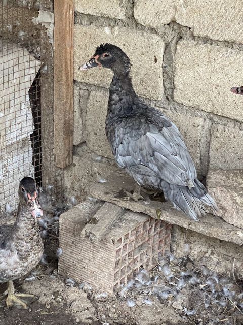 Macar kül rəngi lal ördəklər tam sağlamdılar 7 aylıqdılar — Gəncə