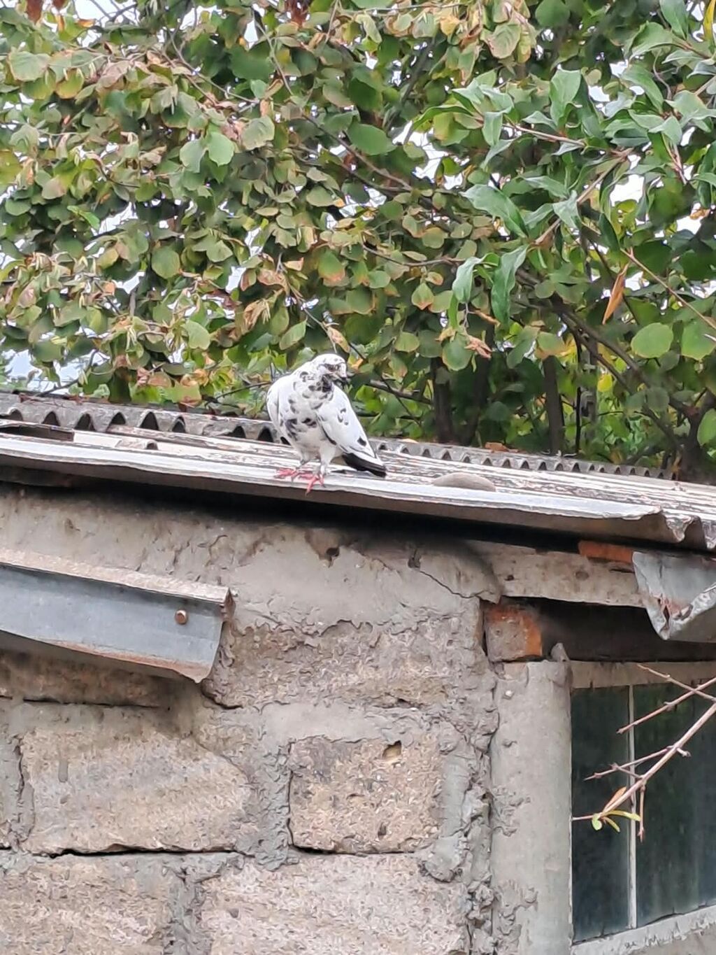 Hami bahali quslardi hamisini baha almisam sadece baska yere gedirem — Göyərçin, Astara (7)
