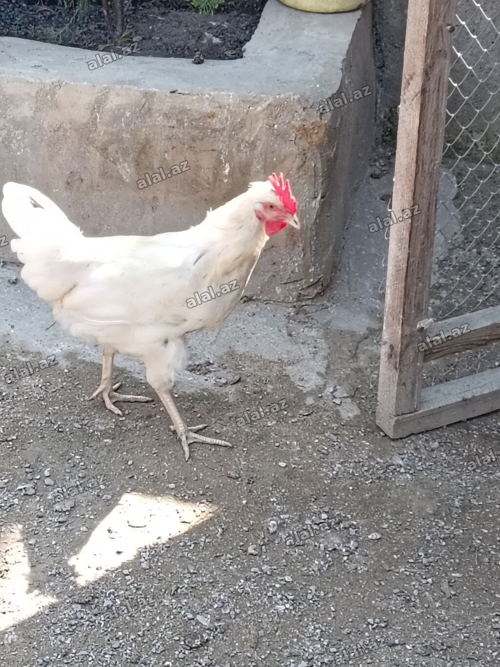 Toyuq, Yumurtalıq — Heyvanlar, Bakı (3)