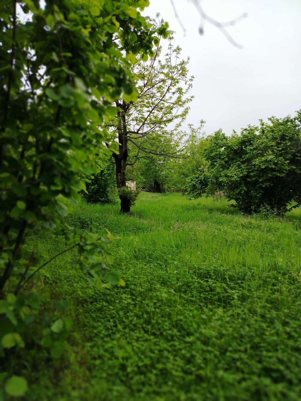Tikinti — Torpaq, Qəbələ (6)