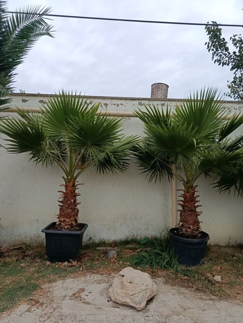 Vaşikton palma ünvan Buzovna — Digah