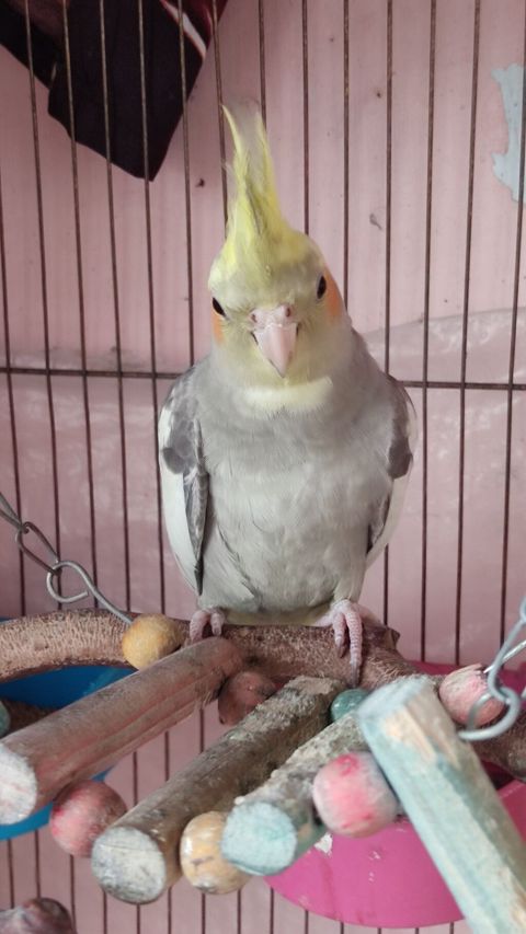 Nimfa (Cockatiel) – boz-ağ tüklü, sarı toqqa və yanaqlarda narıncı — Bakı