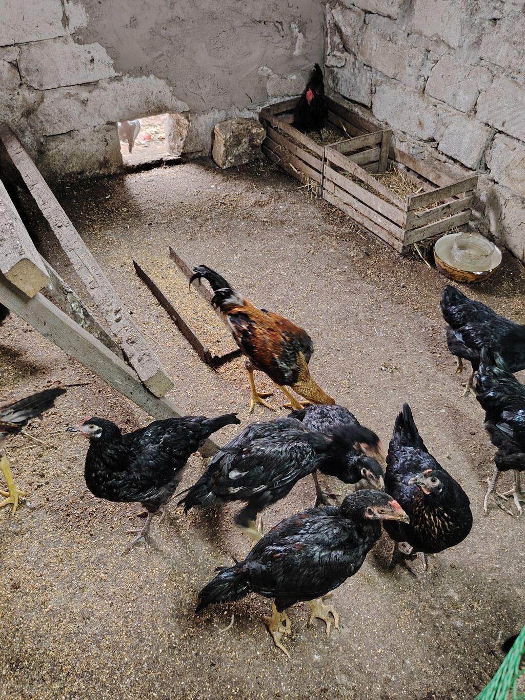 Toyuq cücələri, Ətlik — Toyuq və xoruz, Mehdiabad (3)