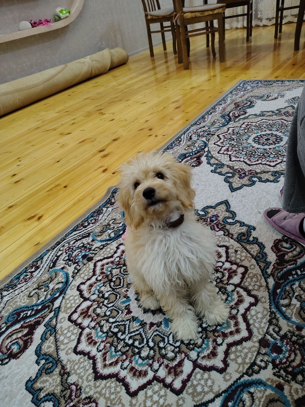Pudel, 3 ay, Dişi — Köpəklər, Bakı (3)