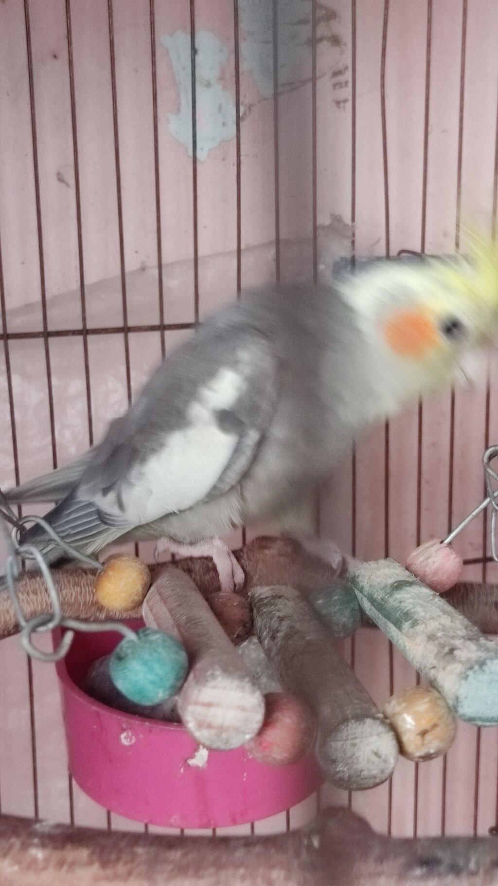 Nimfa (Cockatiel) – boz-ağ tüklü, sarı toqqa və yanaqlarda narıncı — Tutyun papağayı, Bakı (3)