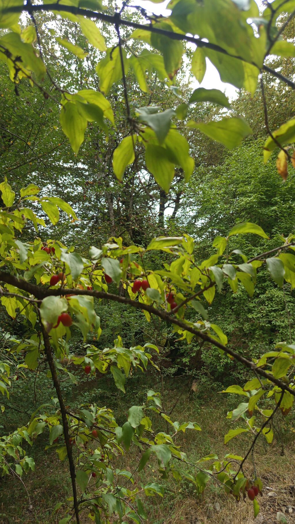 Qəbələ, 15 kv. m, 1 otaqlı — Ev, villa, Qəbələ (2)