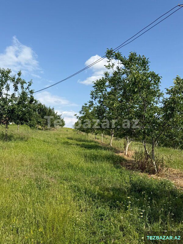 Qoz və fındıq bağı satılır — Torpaq, Bakı (6)