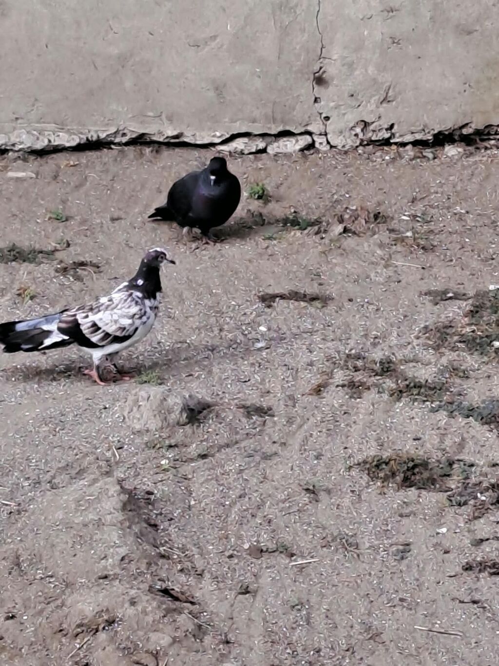 Hami bahali quslardi hamisini baha almisam sadece baska yere gedirem — Göyərçin, Astara (8)