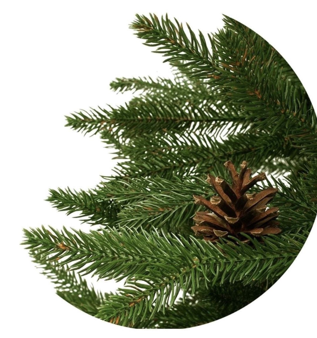 Yeni il üçün şam ağacı BYHM_701G, 240 sm, qozalı, yaşıl — Mallar, Bakı (2)