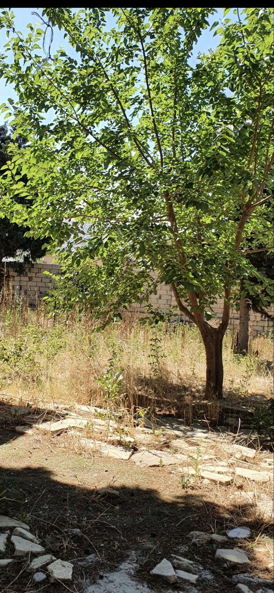 Satılır torpaq 9 sot — Torpaq, Bakı (4)