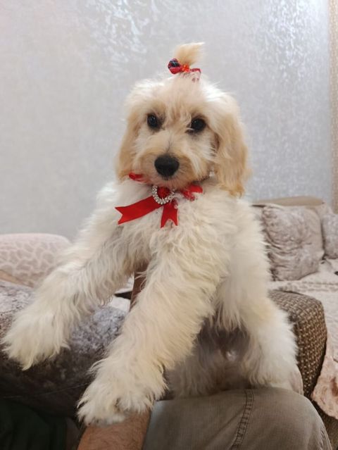Pudel, 4 ay, Dişi — 250 ₼ · Bakı · Köpəklər Pudel, 4 ay, Dişi — Bakı