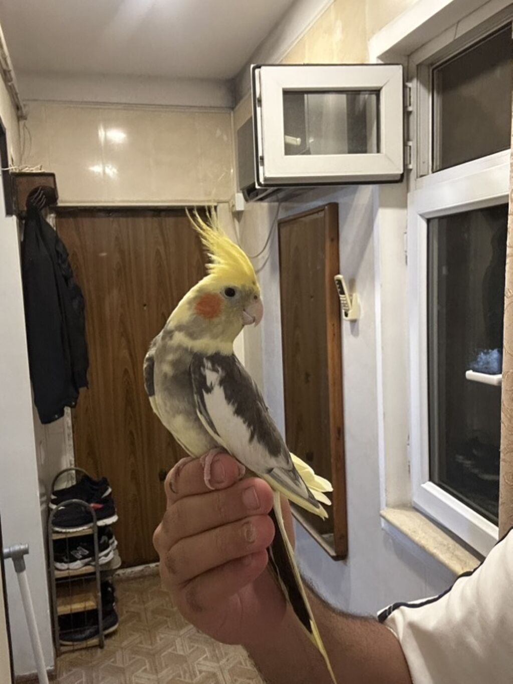 Korella Tuttu quşu Satılır barterdə olunur 2-3 aylıx bala erkəy — Tutyun papağayı, Bakı